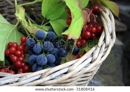 Grapes and  guelder-rose in the basket