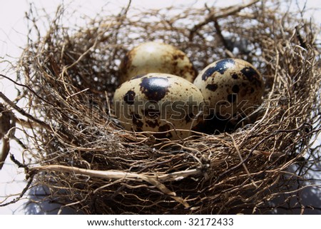 Birds Nest on Birds Nest With Eggs Stock Photo 32172433   Shutterstock
