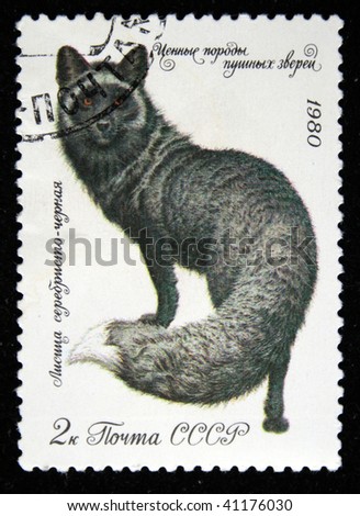 USSR - CIRCA 1980: A stamp printed in the USSR shows Black fox - Vulpes, circa 1980