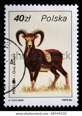 stock-photo-poland-circa-a-stamp-printed-in-poland-shows-argali-or-mountain-sheep-ovis-ammon-curca-48544150.jpg