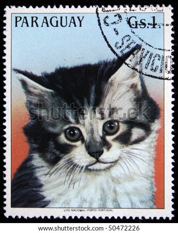 PARAGUAY - CIRCA 1984: A stamp printed in Paraguay shows  Main Coon cat, circa 1984