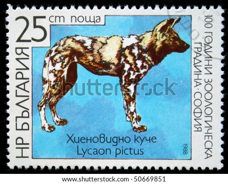 BULGARIA - CIRCA 1988: A stamp printed in  Bulgaria shows African Wild Dog, Painted Hunting Dog, Cape Hunting Dog, Spotted Dog - Lycaon pictus, series devoted 100 years of Sophia Zoo circa 1988