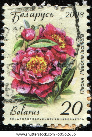 BELARUS - CIRCA 2008: A stamp printed in Belarus shows flowers Chinese Peony - Paeonia lactiflora, circa 2008