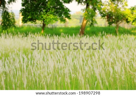 blurred flower grass in grassland as background