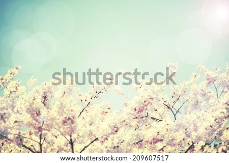 Blurred spring flower Abstract image of cherry blossoms and blue sky Blurred spring flower Abstract image of cherry blossoms and blue sky