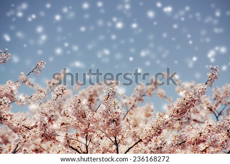Cherry blossoms and blue sky with snow fall, selected focus.