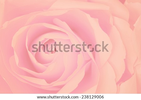 Pale pink rose background, process in vintage style.
