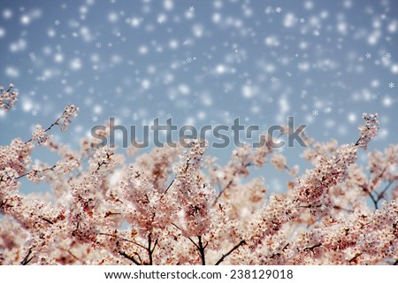 Cherry blossoms and blue sky with snow fall, selected focus.