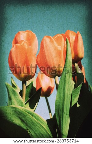 Vintage postcard on old paper texture style image, red tulip blossom in garden.