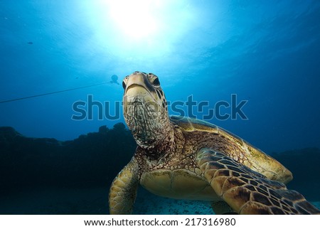 Underwater Ocean Turtle