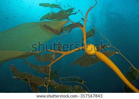 Seaweed Giant Kelp floating at Channel Islands, California reef