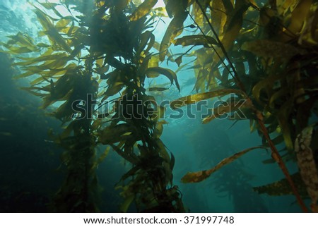 Seaweed kelp floating at California underwater ocean reef