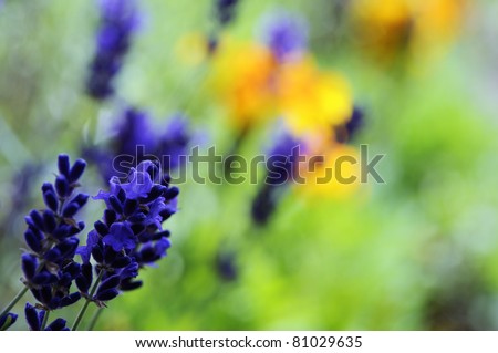 Flower garden with lavender, taken with shallow DOF