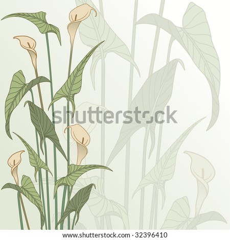 calla lily vector