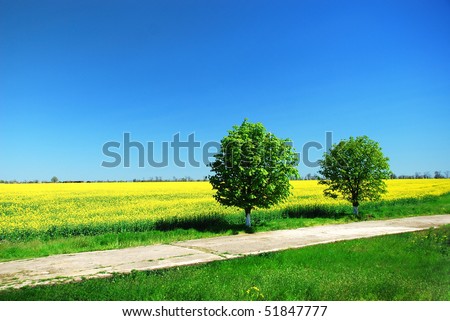 Bright yellow field with Brassica napus and two tree