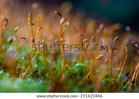 Pure forest bed, moss