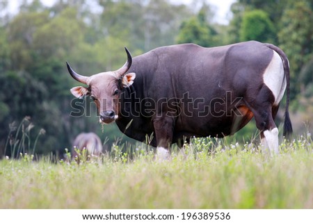 Red cow grazing living in Thailand