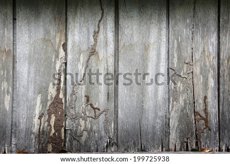 Background texture wall wood termites, which are eaten as disintegrated