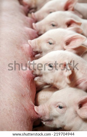 The piglets are suckling sow