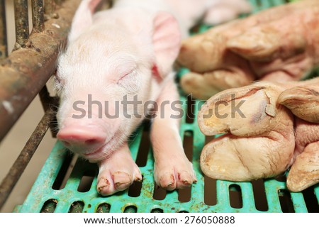 Sleeping Mom and Baby Pig