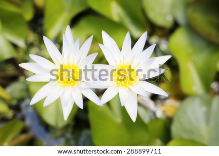 Twin white lotus flower
