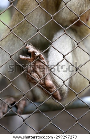 Sad monkey hands behind the cage