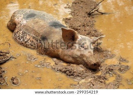 Sleeping Pig in the mud