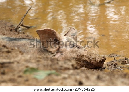 Sleeping Pig in the mud