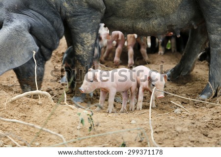 Piglet with sow