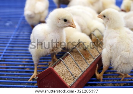 newly hatched chicks on a chicken farm