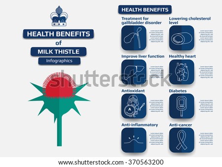Health benefits of milk thistle infographic, supplement for medical health education vector illustration.