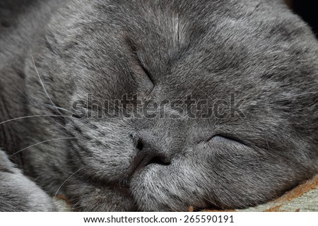Beautiful sleeping cat