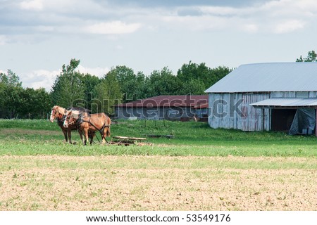 Amish Farm Scene.  A matched team of two stout plow horses calmly wait for their master outside the barn on an Amish family farm