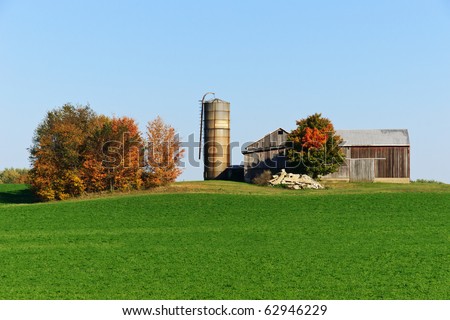 An old unpainted wooden barn and a feed silo sitting next to a field of lush green vegetation with a stand of trees showing vibrant fall foliage