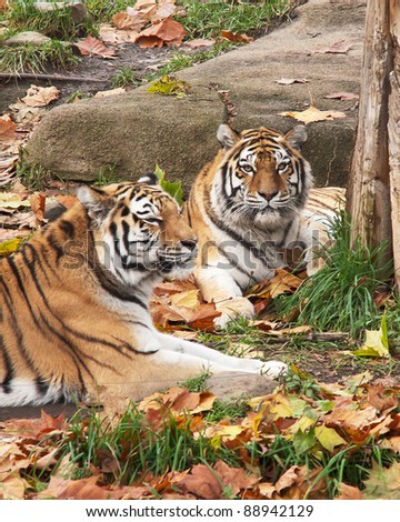 Siberian Tigers At Rest:  A pair of Siberian Tigers laying on the ground among the colorful fallen leaves of autumn
