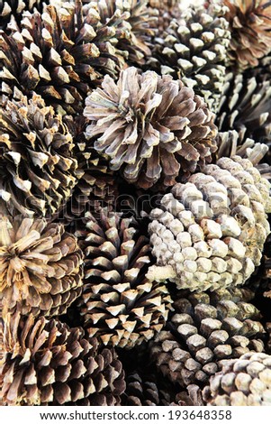 Pattern of The Pine Nut