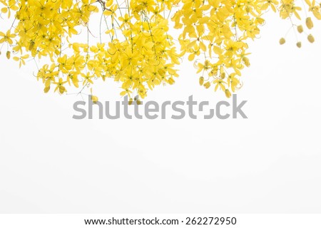 yellow flower  on white background