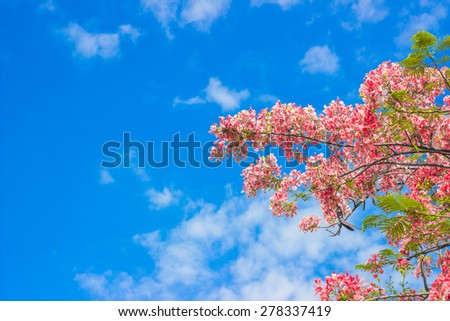Pink flowers on a background sky.