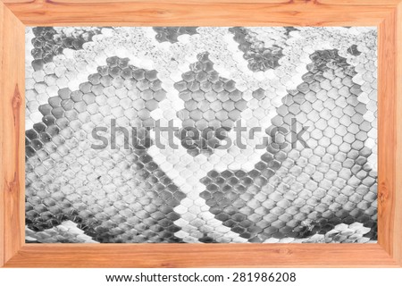 boa snake skin from alive body in wooden frame