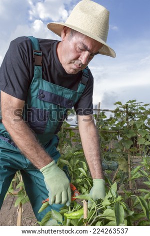 closeup of a middle aged farmer collecting the green peppers with a scissors on his urban vegetable garden