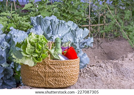 closeup of a wicker basket with fresh organic vegetables with a urban vegetable garden on the background