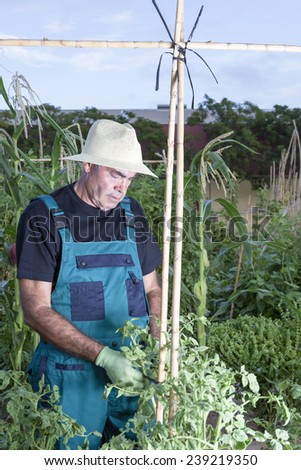 middle aged farmer is preparing the tomato plants at his orchard