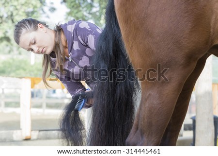 young woman is combing the tail of a purebred brown horse at the byre - focus on the face