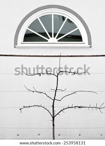 Half-round window and young espalier tree