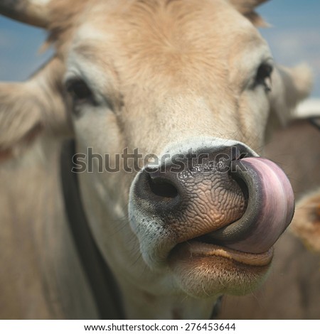 Cow portrait with tongue