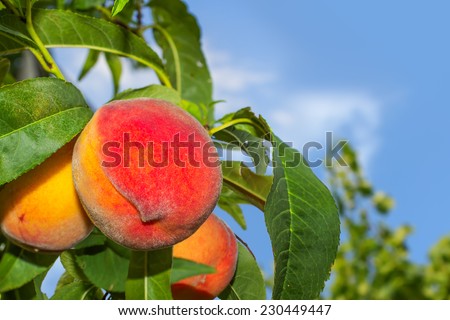 Juicy organic peaches on a tree