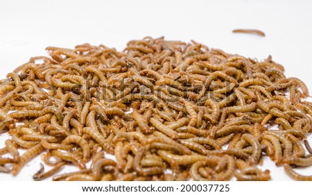 Worms texture and background,Meal worms bird food