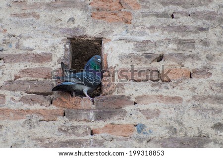 Pigeon protecting the hidden nest