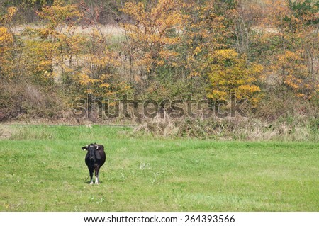 Cow standing with autumn trees in the distance