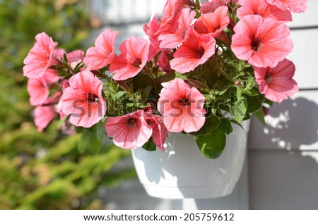 pink flower in white vase